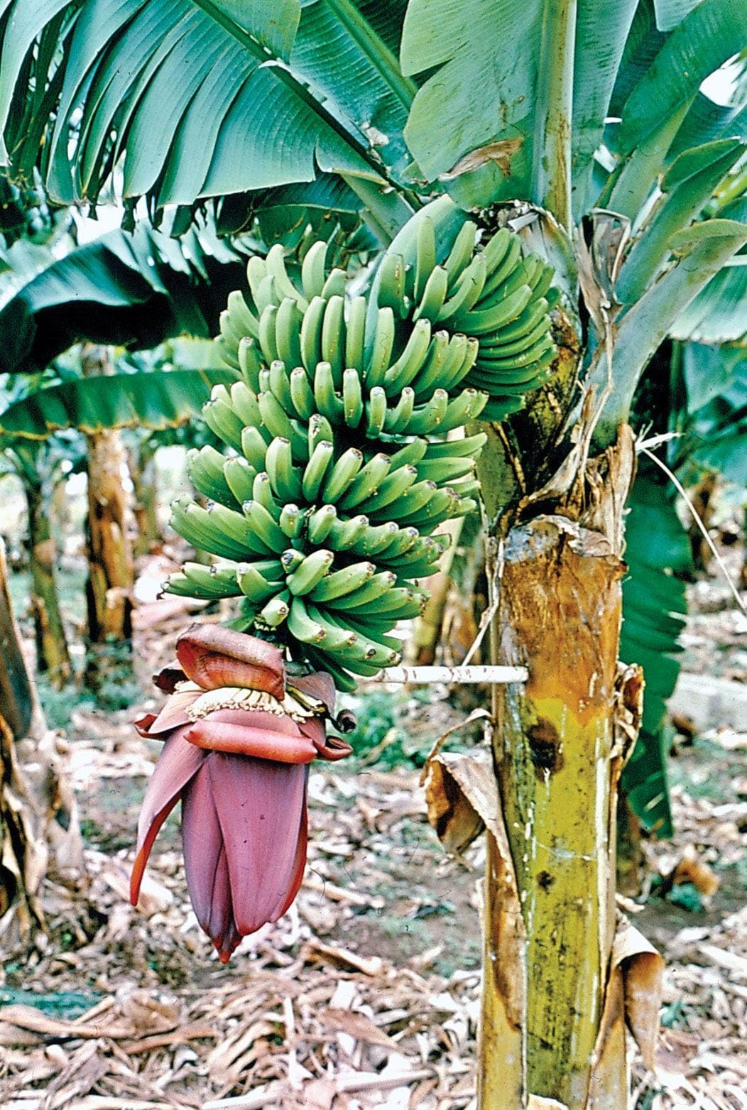 ALAMIN GARDEN Rare Live G9 Variety Banana Variety Fruit Live